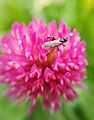 Trifolium pratense with insect