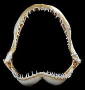 Carcharhinus isodon jaws