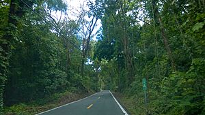 Puerto Rico Highway 146 in Cordillera