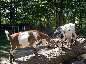 Goats butting heads in Germany