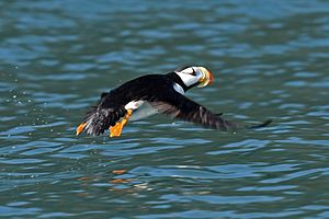 Horned Puffin, near Chisik Island in Lower Cook Inlet, Alaska