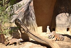 Meercats at Happy Hollow Park & Zoo