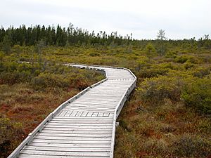 The Orono Bog Boardwalk crossing the bog