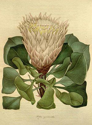 Protea cynaroides (L.) L