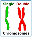 Single and double chromosomes