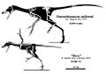 Sinornithosaurus millenii