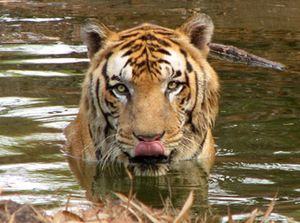 Sumatran tiger