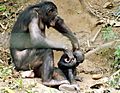 Bonobo (Pan paniscus) at Lola Ya Bonobo - 3
