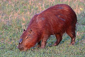 Capybara (Hydrochoerus hydrochaeris) alpha male