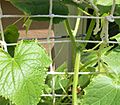 Cucumbers growing on a string lattice structure