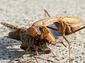 European-mantis-eats-grasshopper