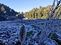 Frost at Ranu Pani on 4 August 2018 by Susanto Tan