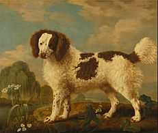George Stubbs - Brown and White Norfolk or Water Spaniel - Google Art Project