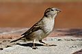 House sparrow04