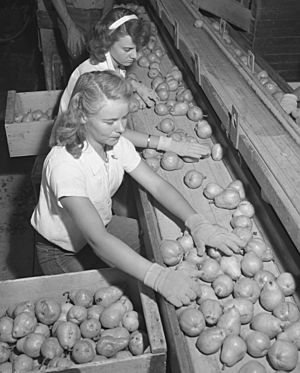 Workers sorting pears, Bones & Son packinghouse, Littlerock 1946. Packers were promised an extra 25 cents for each "wormy" pear, but found only two in 27 tons of fruit.