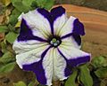 Petunia Hybrid Bi Color