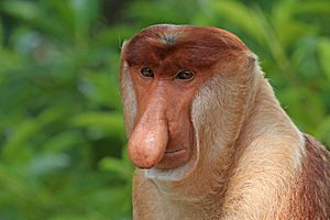 Proboscis monkey (Nasalis larvatus) male head