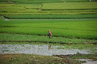 Ricefields in Takeo.jpg