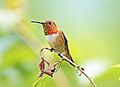 Rufous Hummingbird, male 04