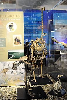 The skeletons of Eastern moa and other kinds of moas in Otago museum