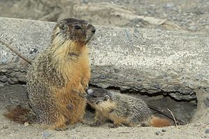 Young Yellow-bellied Marmot suckling