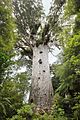 'Lord of the Forest' Tane Mahuta