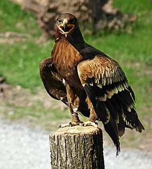 Aquila nipalensis 2010