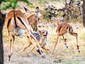 Black-backed jackal hunting an impala calf