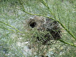 Cactus wren nest in Palo verde with visible entrance