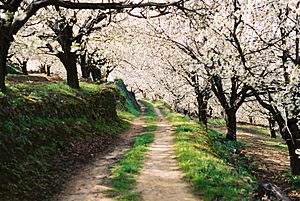 Camino entre el bosque de cerezos en flor