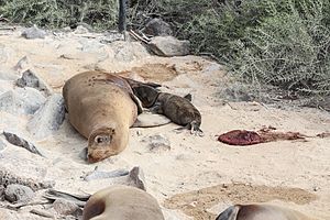 Galápagos sea lions, Santa Fe Island 02