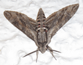 Giant grey moth