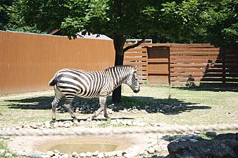 Grant's Zebra at Lehigh Valley Zoo