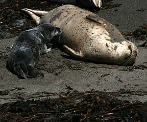 Harbor seal is nurcing at Point Lobos