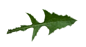 Leaf of Sonchus oleraceus