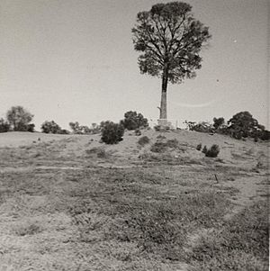 Robbers Tree on the sandhill at Cunnamulla circa 1920.jpg