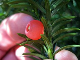Taxus canadensis 5443106