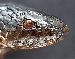 Aipysurus apraefrontalis specimen (SAMA R68142) head