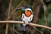 Amazon kingfisher (Chloroceryle amazona) male.jpg