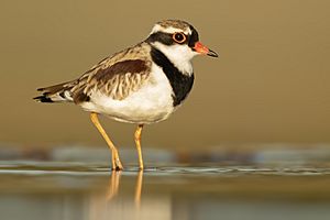 Black-fronted Dotterel 2 - Bow Bowing.jpg