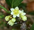 Cinnamomum burmannii, blom en blomknoppe, a, Manie van der Schijff BT
