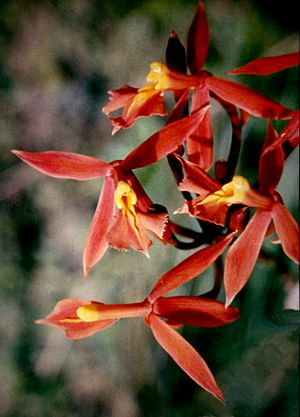 Epidendrum schomburgkii - 1.jpg