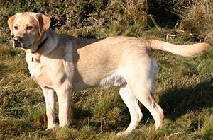Image of a yellow Labrador Retriever in a grassy field, looking to the left of the camera