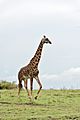 Maasai Giraffe in the plains of Maasai Mara