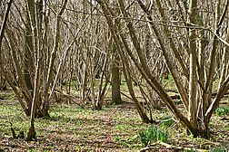 Out Wood - geograph.org.uk - 358591