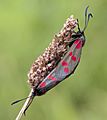 Red spotted moths 1 (3745889925)