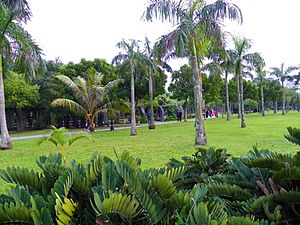 Royal Palm Trees in Daan Park East Part