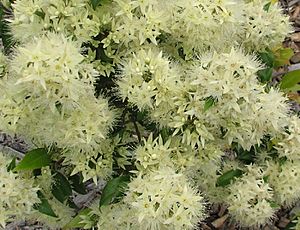 Syzygium anisatum flowers 1259.jpg