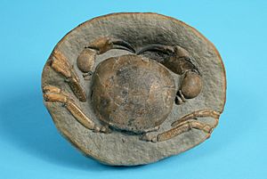 The Childrens Museum of Indianapolis - Miocene crab