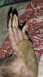 Wombat foot